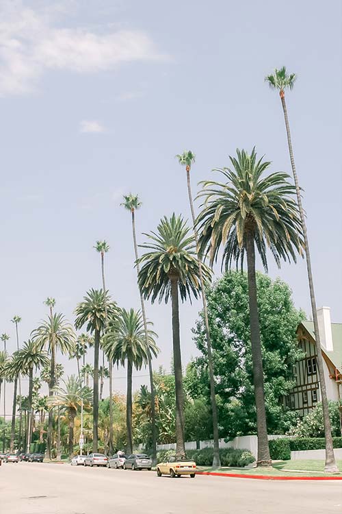 Palm trees in Beverly Boulevard (Los Angeles, USA)
